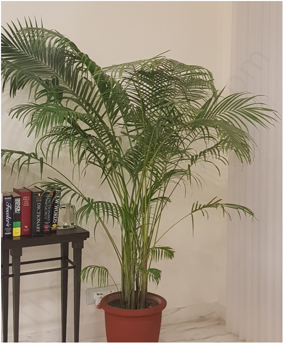 Areca Palm thriving indoors